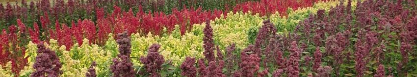 cultivo de flores