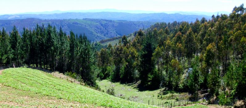 Cordillera Nahuelbuta